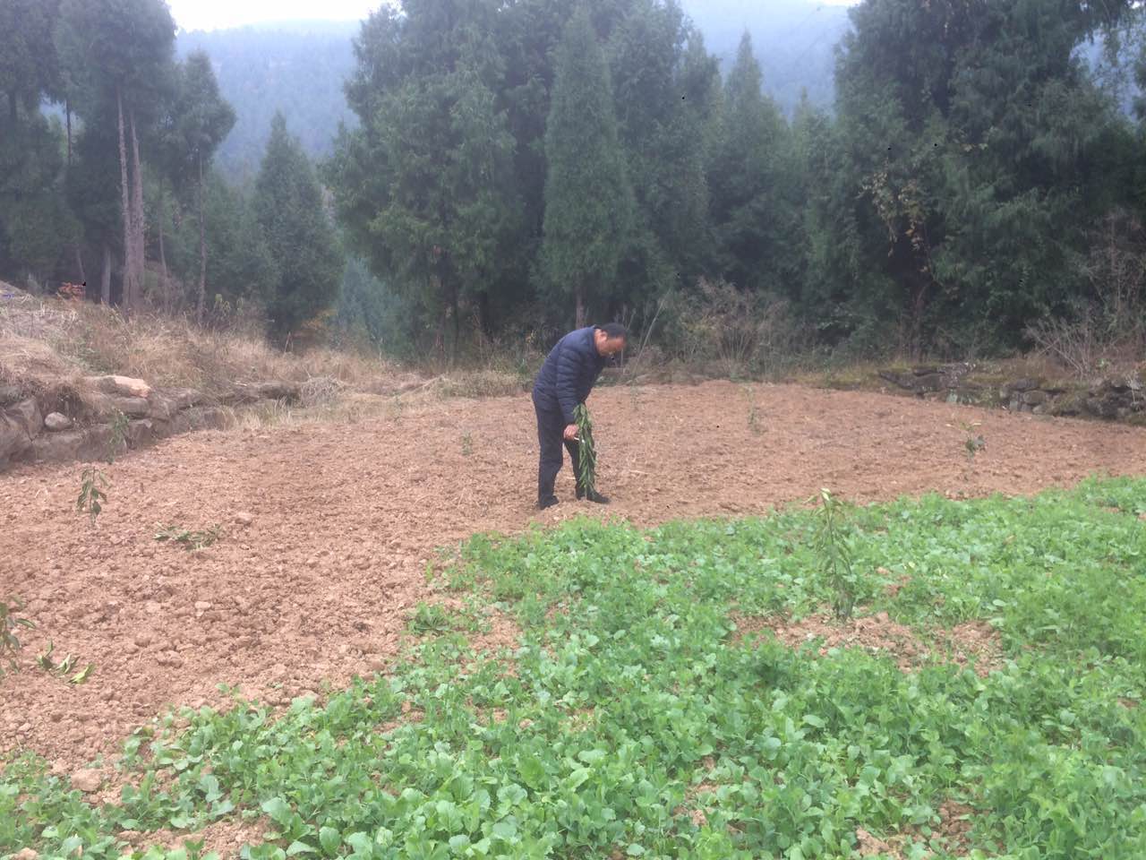 据说冬季种植无花果苗有好处 来至南充的果农拜访宗富果业基地