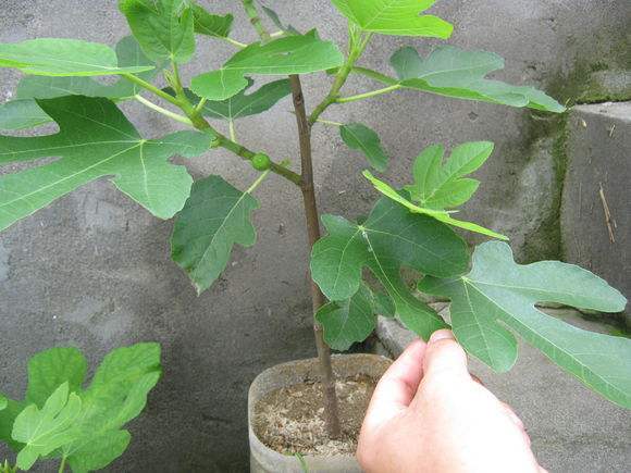 盆栽无花果苗种植的主要关键点