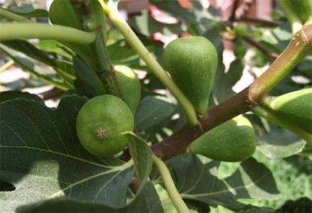 无花果苗安全过冬的还方法—简单有效