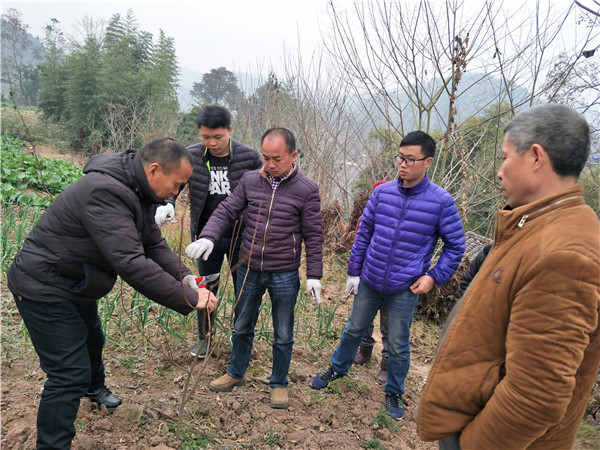 西充县占山乡无花果种植技术培训