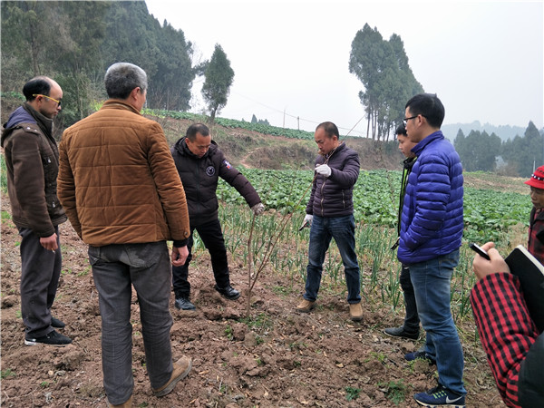 西充县占山乡无花果种植技术培训