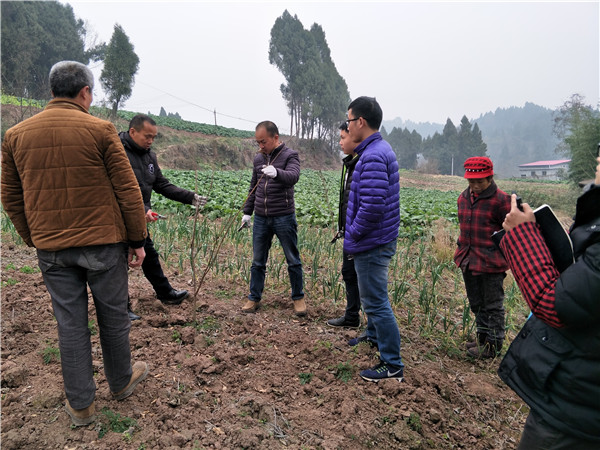 西充县占山乡无花果种植技术培训