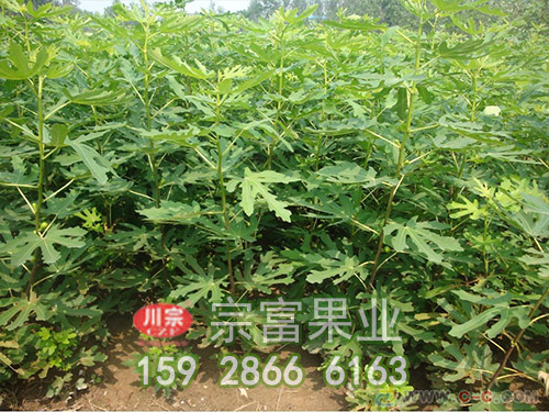 简述无花果苗种植从头到尾有哪些技术