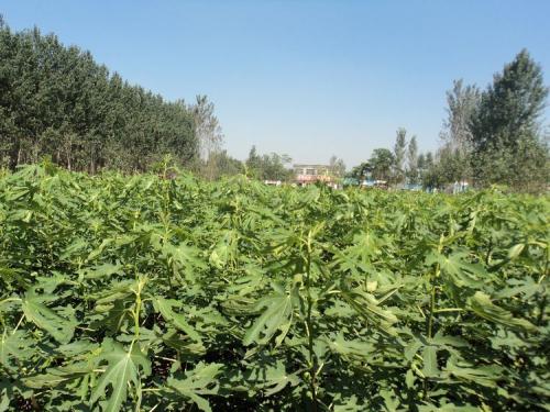种植无花果苗你要谨记什么才能不损失？