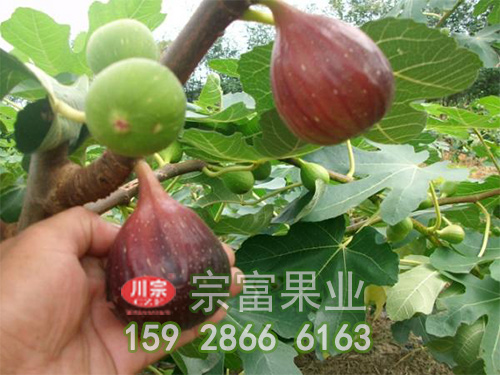 种植无花果苗发现无花果结果黄心，应该怎么办？