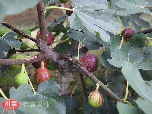 宗富无花果苗种植技术