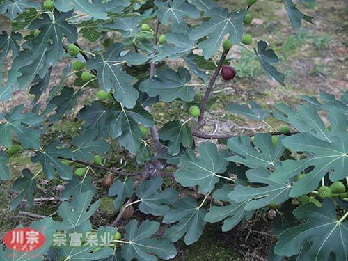 宗富无花果苗栽后管理技术