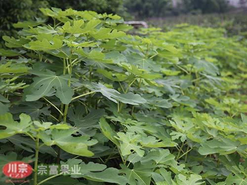宗富无花果苗栽后管理技术
