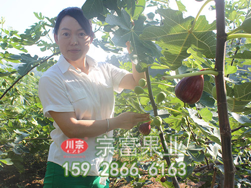 保护地栽培：无花果树苗的扦插繁殖方法
