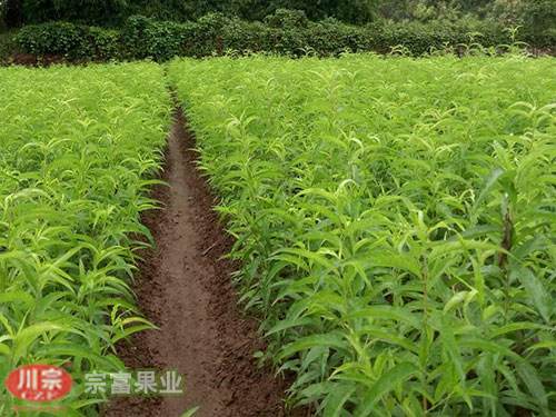 宗富无花果苗栽培技术