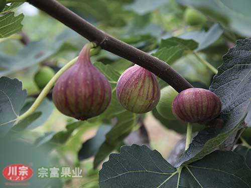 宗富无花果苗栽培技术
