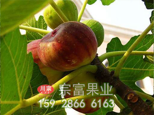 无花果树苗如何防止腐烂