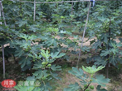 无花果苗种植期间如何预防病虫害
