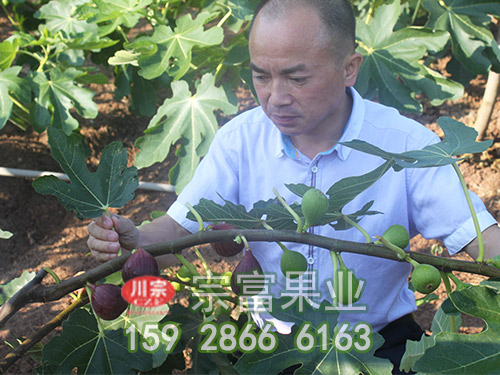 无花果苗种植收益效果非常好