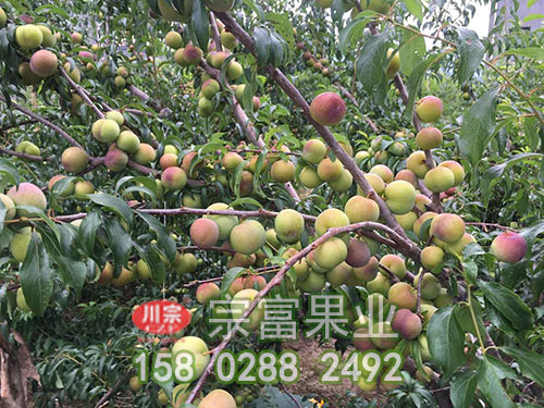 无花果苗一般都是几年结果一次