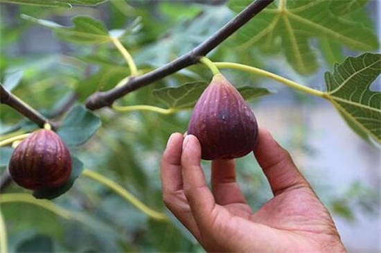 阳台无花果苗的种植方法