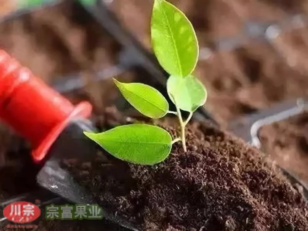 宗富无花果苗基地浅谈：农家肥正确使用方法
