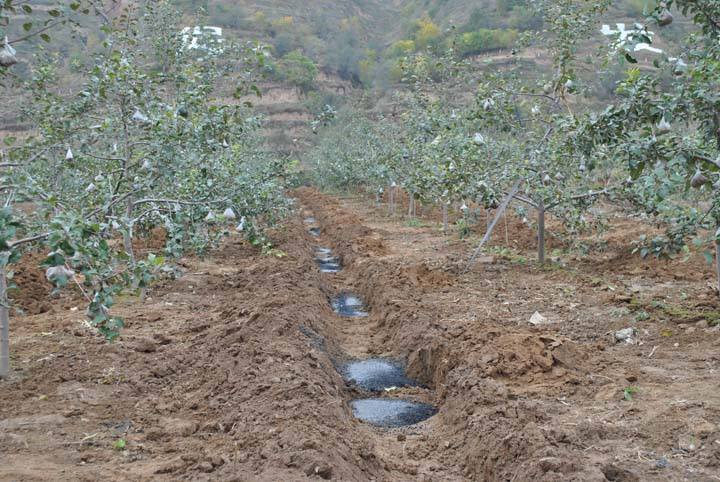 宗富无花果苗基地浅谈生粪有八大危害 你还敢用吗?