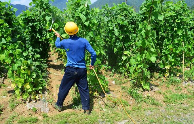 宗富无花果苗基地专家浅谈：轻装无毒农药将替代传统农药