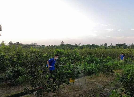 宗富无花果苗基地提前喷施药剂预防果苗病虫害