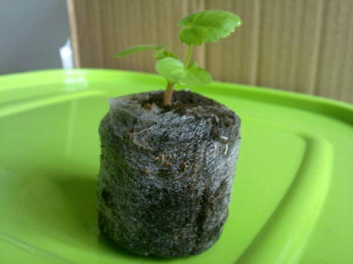 宗富无花果苗基地果技师浅谈：育苗块的正确使用方法