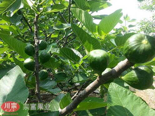 无花果苗越冬期耕翻土壤可改善结构增加肥力