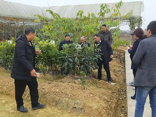 宗富理事长裴总讲述无花果苗越冬期对病虫害的防治（一）