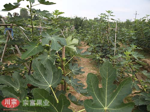 无花果苗营养生长期后的管理