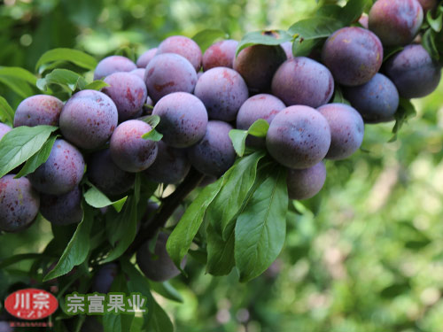 脆红李苗