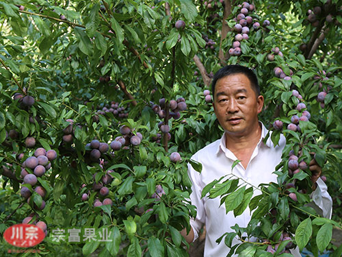 脆红李苗