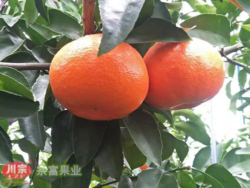 甘平柑橘苗