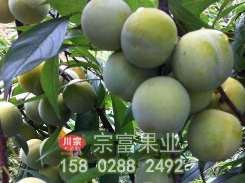 无花果苗叶片干黄是什么原因