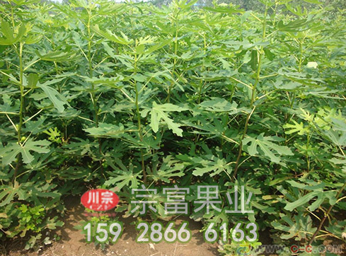 秋季种植无花果苗木的技巧