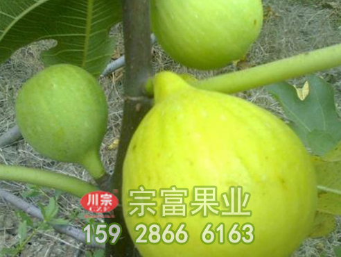 无花果苗根可以治疗痔疮吗?