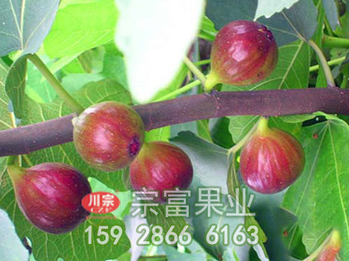 宗富无花果苗基地讲:追肥的注意点