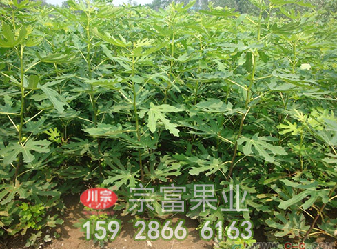无花果种苗的栽培要点