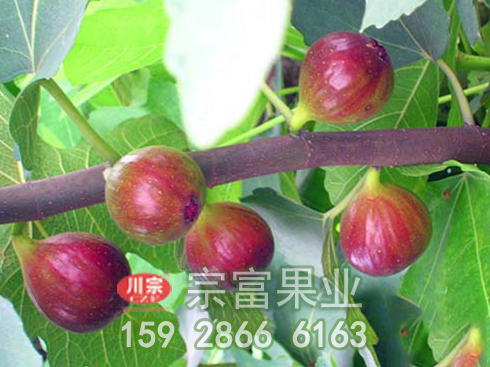 无花果苗疫腐病的症状与防治
