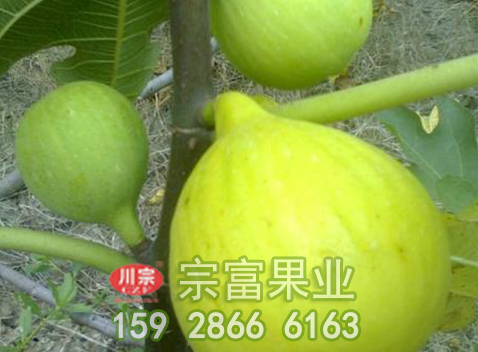 无花果苗三次施肥时期