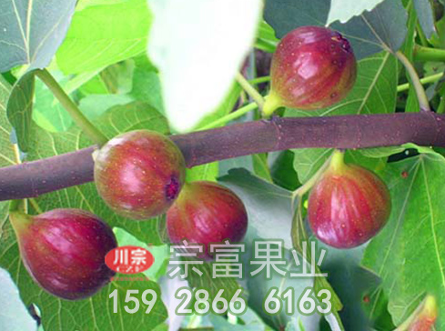 无花果苗种植的品种选配