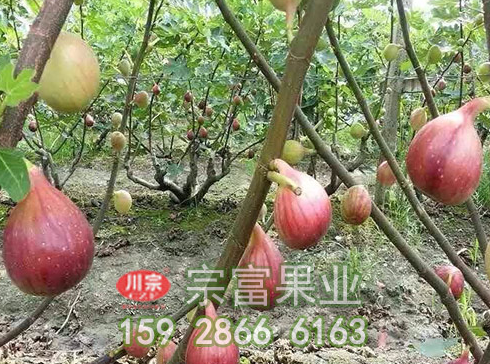 无花果苗栽种时有哪些注意事项呢