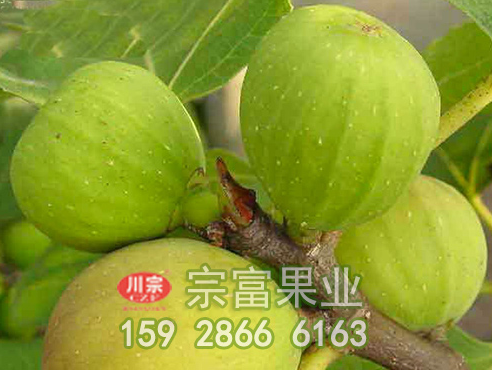 无花果苗对温度光照条件的要求