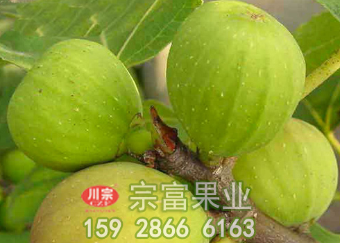 无花果苗怎么治理病虫
