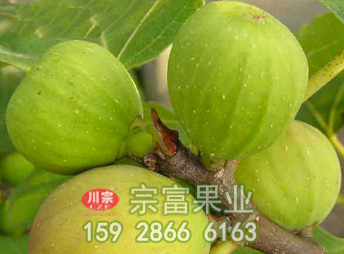 无花果苗病虫害防治