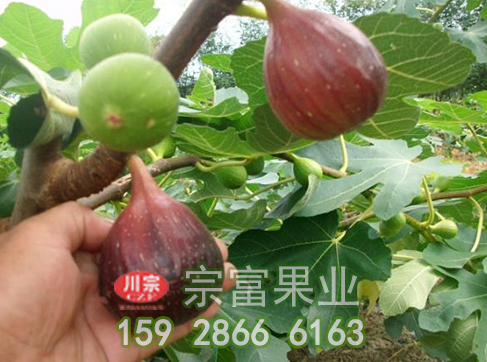 无花果叶片干黄是什么导致的
