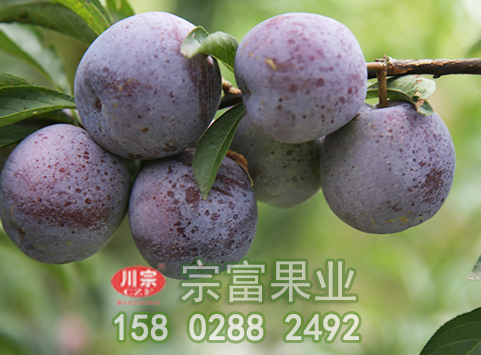 无花果苗疫病的危害及防治方法有哪些