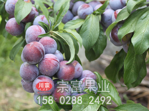 秋季种植无花果苗木的技巧