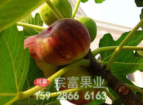 分享无花果苗什么时间剪枝
