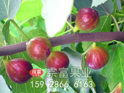 想知道盆栽无花果苗如何整形修剪吗?看这里