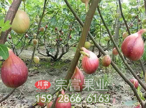 宗富无花果苗基地浅析:栽植管理