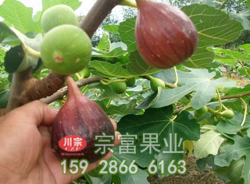 无花果苗的形态特征及习性